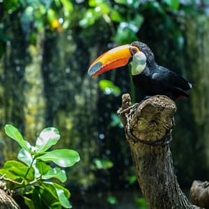 The Green Planet +  The View at the Palm - Combo Recently Added Experiences