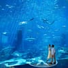 Skip the Line: Lost Chambers Entry at Atlantis The Palm Ticket at The Lost Chambers Aquarium