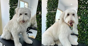 Full Grooming For Furry Friends - Cat
