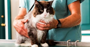 Choice Of Pet Medical Checkup