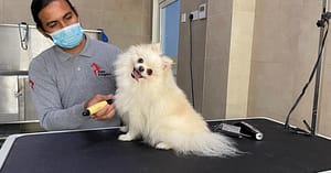 Extensive Pet Grooming Service Dubai