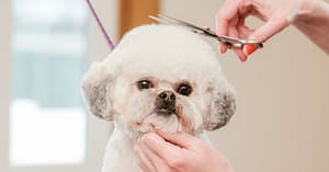Pamper Your Pet: Basic Grooming For Small To Xl Dog And Small Cat Dubai