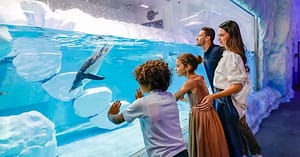 Explore Dubai Aquarium With Frame