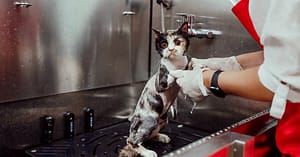 Basic Or Full Grooming For Cats Or Dogs At Pets Habitat Dubai