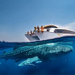 Whale Sharks Sighting - Qool Qatar Must-see attractions