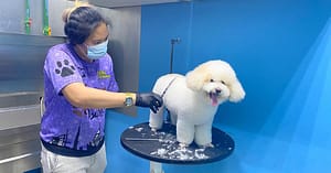 Cat Full Grooming