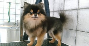 Pet Grooming Package At Sweet Grooming Pet Salon Abu Dhabi