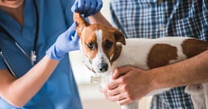 Ensure Your Pets Health With Annual Vaccination For Cat Or Dog! Dubai