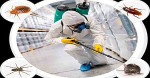 Pest Control Service - General Dubai