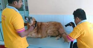 Full Grooming For A Cat Or Dog At Paws & Whiskers Pets Nursery Dubai