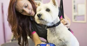 Grooming - Pet Abu Dhabi