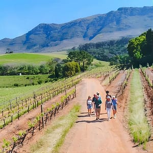 Constantia Wine Walk Storytelling Vineyard Tour with Lunch at Jonkershuis Constantia
