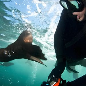 Seal Snorkeling with Animal Ocean in Hout Bay at 8 Albert Rd