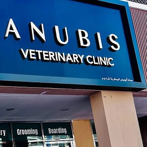 Male/Female Cat Or Small Breed Dogs (Up To 5 Kg) Castration Or Spaying Dubai