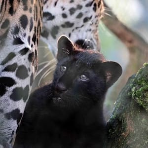 ARTIS Amsterdam Royal Zoo: Entry Ticket Recently Added Experiences