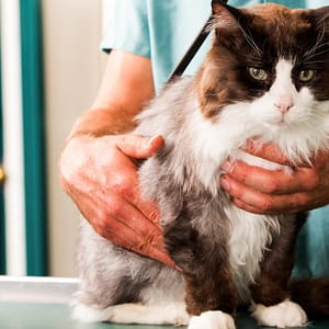 Choice Of Pet Medical Checkup