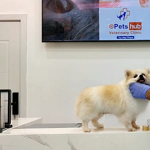 Annual Vaccination Or Full Dental Scaling For Cats & Dogs Dubai