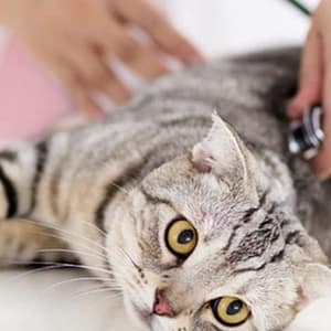 Veterinary Examination At Pet Connection Veterinary Clinic Dubai