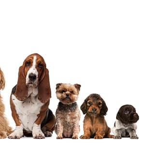 Up To 0% Off On At Al Raha Veterinary Clinic Abu Dhabi