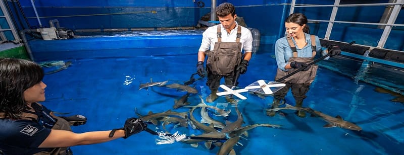 Dubai Aquarium & Underwater Zoo - Shark Trainer Encounter - Experiences - Image 3