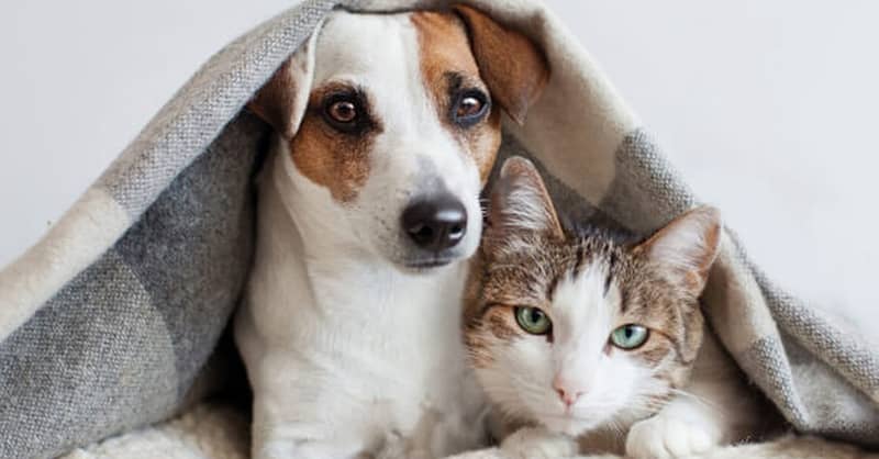 Basic Grooming Session At Pet Joy Veterinary Clinic Dubai - Image 2