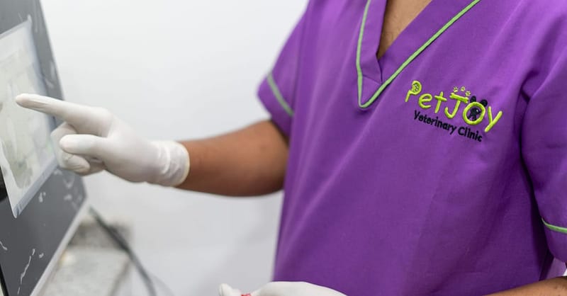 Basic Grooming Session At Pet Joy Veterinary Clinic Dubai - Image 3