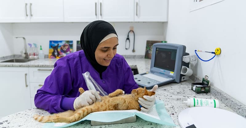 Basic Grooming Session At Pet Joy Veterinary Clinic Dubai - Image 5