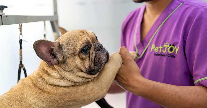 Basic Grooming Session At Pet Joy Veterinary Clinic Dubai