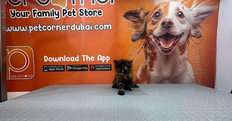 Basic Or Full Grooming At Pet Corner Dubai - Image 5