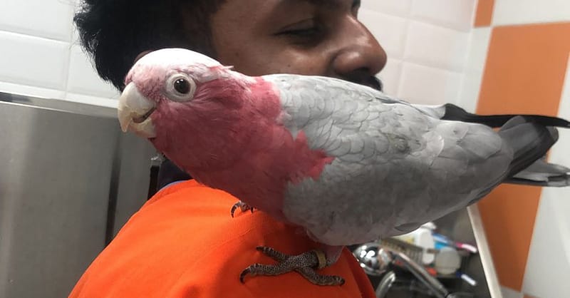 Basic Or Full Grooming At Pet Corner Dubai - Image 6
