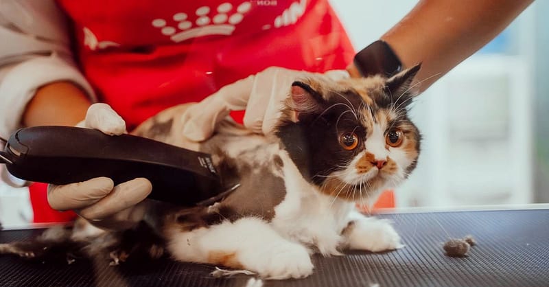 Basic Or Full Grooming For Cats Or Dogs At Pets Habitat Dubai - Image 2