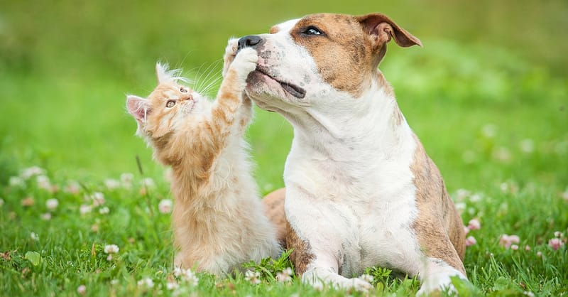 Basic Or Full Grooming For Cats Or Dogs Of Various Sizes Dubai