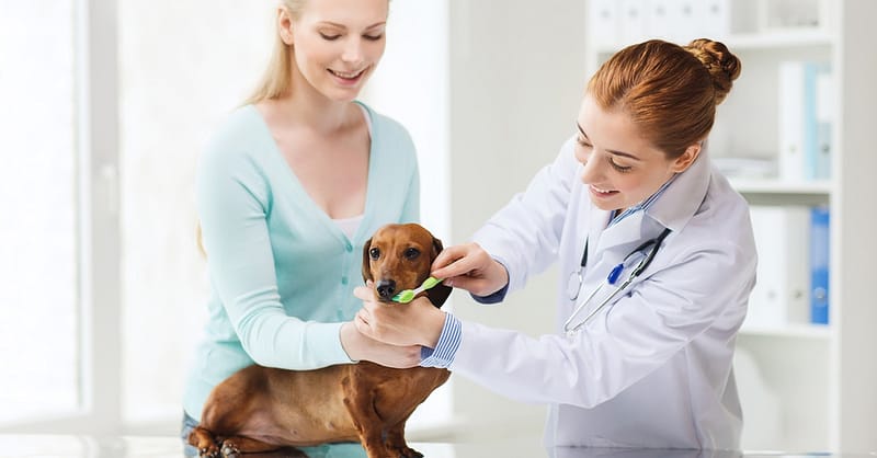 Full Dental Scaling For Pets At Pet Joy Veterinary Clinic Dubai
