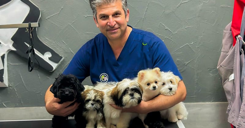 Cat And Dog Check Up And Vaccinations Dubai - Image 3