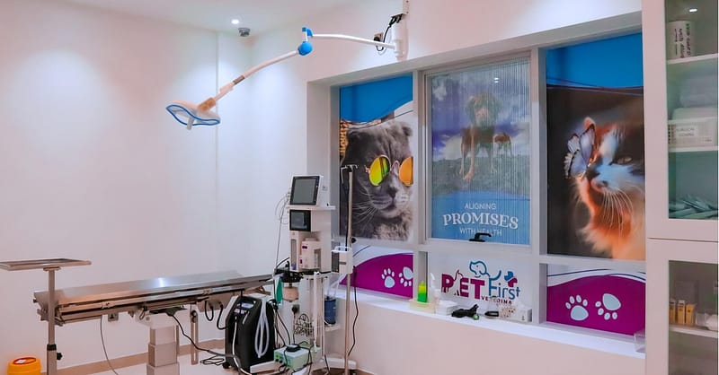 Cat/Dog Annual Vaccination, Full Check-Up W/ Optional Nail Trim & More Dubai - Image 4