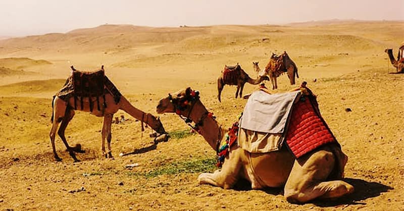Desert Safari At Arabian Dreamland Tourism Llc Dubai - Image 11