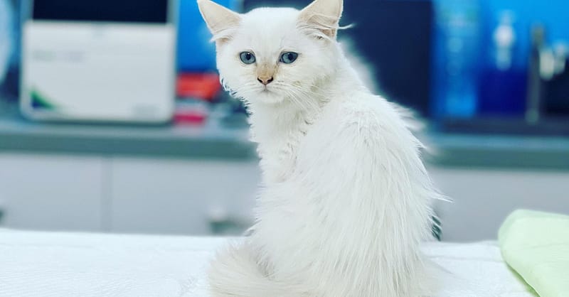 Discover Annual Vaccination, Deworming, Check-Up & More For Pets Dubai - Image 10