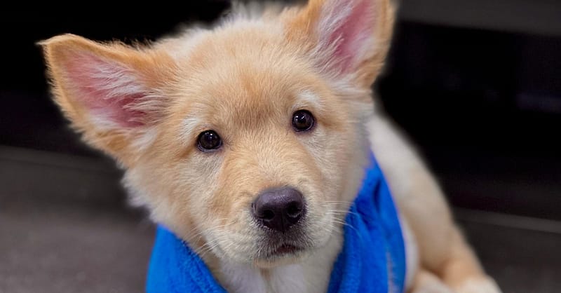 Discover Annual Vaccination, Deworming, Check-Up & More For Pets Dubai - Image 11