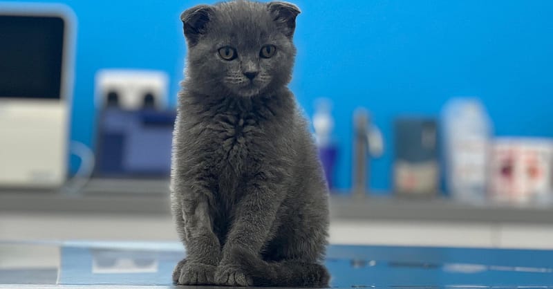 Discover Annual Vaccination, Deworming, Check-Up & More For Pets Dubai - Image 13