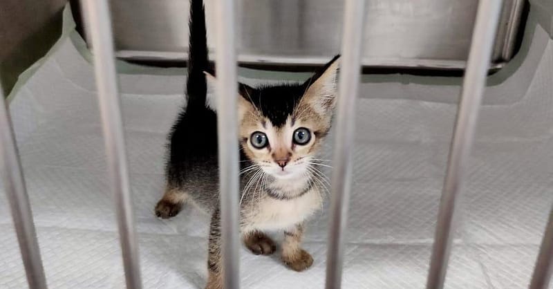 Discover Annual Vaccination, Deworming, Check-Up & More For Pets Dubai - Image 14