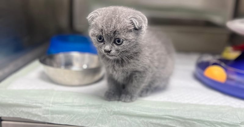 Discover Annual Vaccination, Deworming, Check-Up & More For Pets Dubai - Image 15