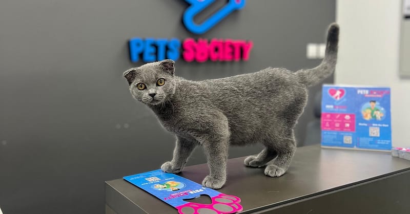 Discover Annual Vaccination, Deworming, Check-Up & More For Pets Dubai - Image 17