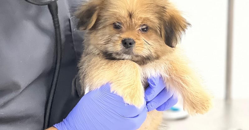 Check-Up & More For Pets Dubai