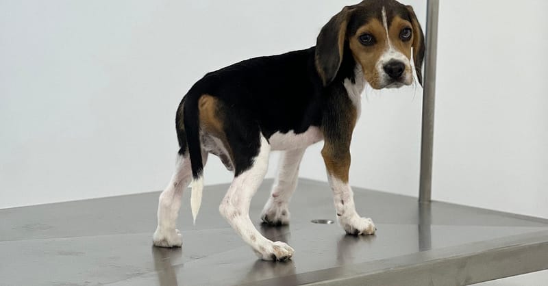 Discover Annual Vaccination, Deworming, Check-Up & More For Pets Dubai - Image 4