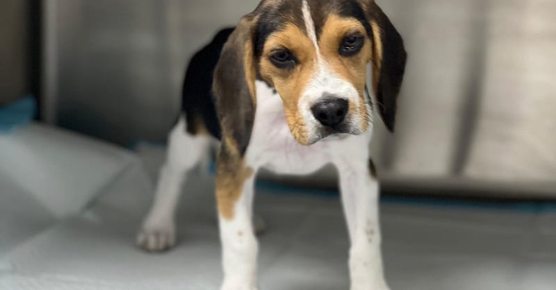Discover Annual Vaccination, Deworming, Check-Up & More For Pets Dubai - Image 5