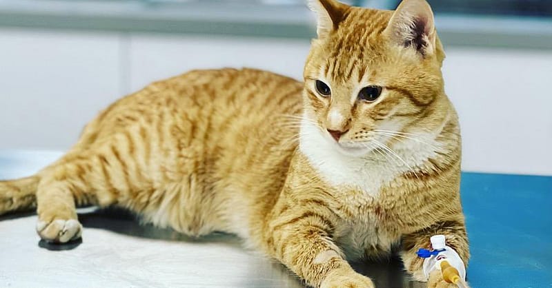 Discover Annual Vaccination, Deworming, Check-Up & More For Pets Dubai - Image 6