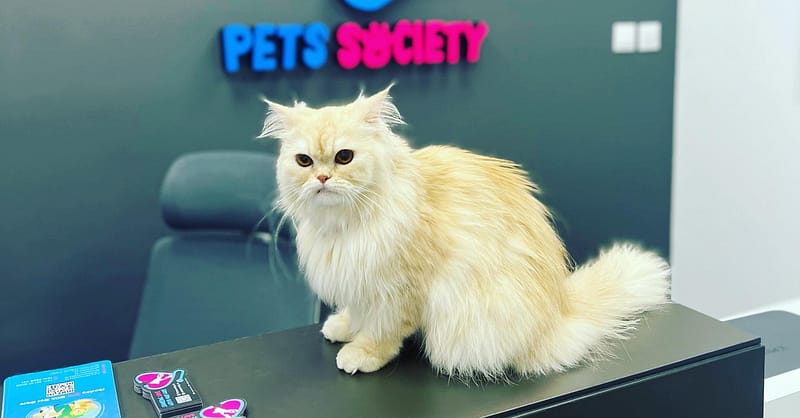 Discover Annual Vaccination, Deworming, Check-Up & More For Pets Dubai - Image 8