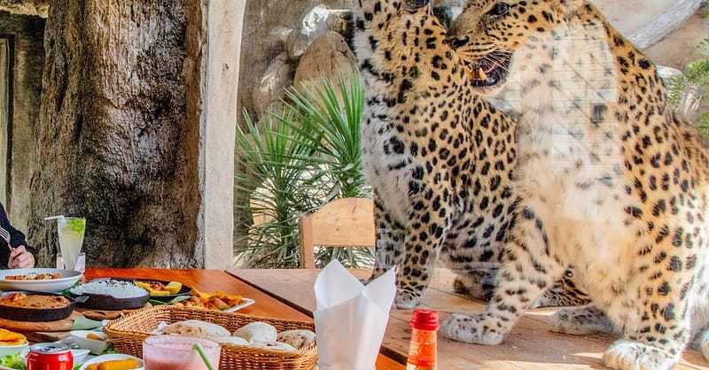 Dive Into Fun: Zoo Entrance With Activity And Aed 50/100/200 Voucher Abu Dhabi - Image 5
