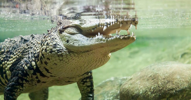 Dive Into The Ultimate Experience Adventure Packages! National Deal - Image 3