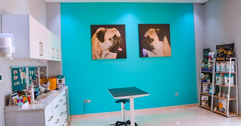 Dog / Cat Grooming From Best Veterinary Clinic In The Uae Award Winner Dubai - Image 11